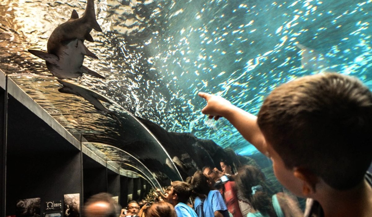 R_Cretaquarium_Thalassocosmos_1